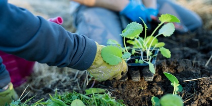 En person med handskar planterar en grön planta i jorden utomhus.