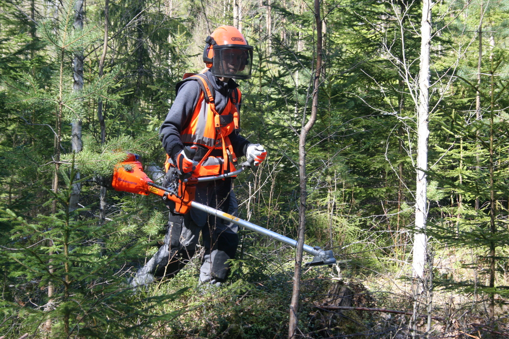 Person med skyddsutrustning röjer sly i en skog med en röjsåg.