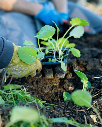 En person med handskar planterar små plantor i jord utomhus.
