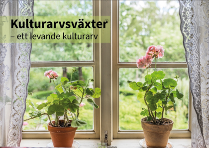 Två blommande pelargoner i lerkrukor står på en fönsterbräda med spetsgardiner och grönskande utsikt.