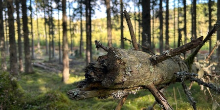 En omkullfallen trädstam med grenar i en solbelyst granskog.