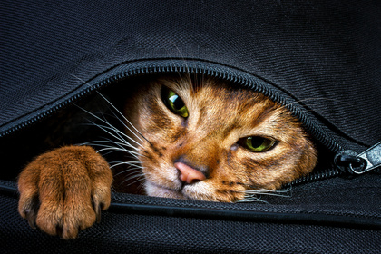 En brun katt tittar ut genom en öppnad dragkedja i en svart väska, med ena tassen synlig.