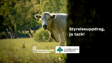 En ko tittar fram bakom ett träd på en grön äng. Text: Styrelseuppdrag, ja tack!