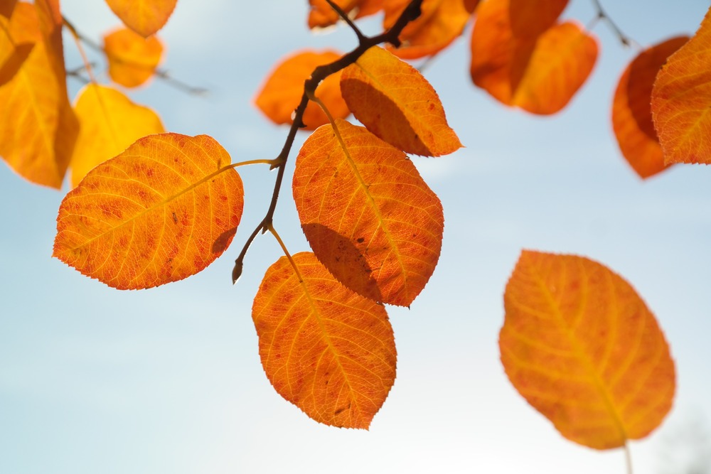 Närbild på orange höstlöv på en gren mot en ljusblå himmel.