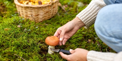 En person plockar en svamp i skogen med en kniv, en korg med svamp syns i bakgrunden.