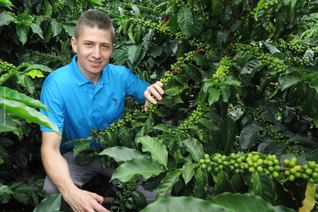 Man i blå skjorta står bland kaffebuskar med gröna och röda kaffebär.