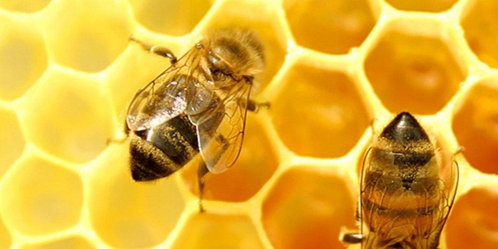 Två bin på en gul bikaka med texten 'Ta din biodling till nästa nivå'.