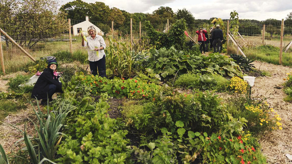 Två personer arbetar i en prunkande köksträdgård.