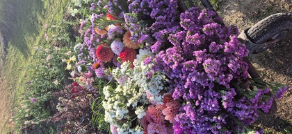 En skottkärra fylld med färgglada blommor, bland annat lila, vita och rosa, står på en gräsig trädgård.