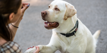 En labrador retriever ger tass till en person som tränar hunden med godis, båda fokuserade och glada.