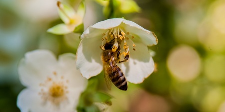 Ett bi samlar nektar från en vit blomma i närbild, med suddig grön bakgrund.