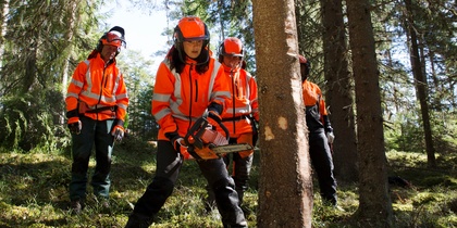Fyra personer i orange skyddskläder fäller ett träd med motorsåg i en skog.