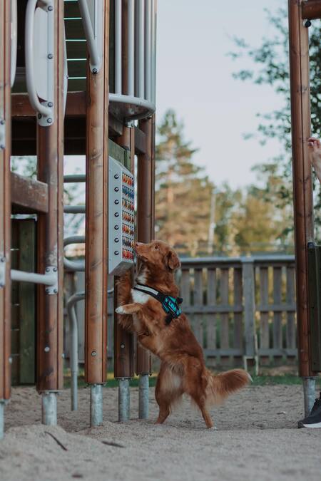 En brun hund med sele står på bakbenen vid en lekplats och nosar på en panel.