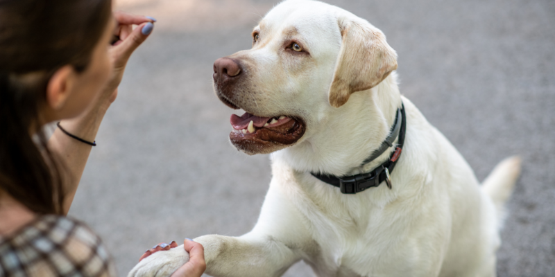 Förstå din hund – en introduktion till hundpsykologi