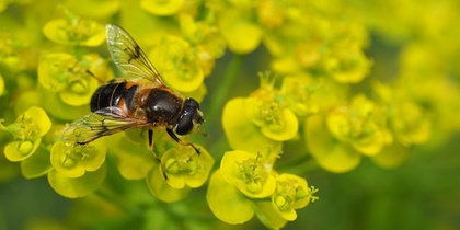 En närbild av ett bi som sitter på små gula blommor.