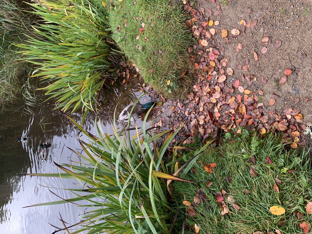 Dammar med gräs och höstlöv, flera änder simmar och står vid vattenkanten.