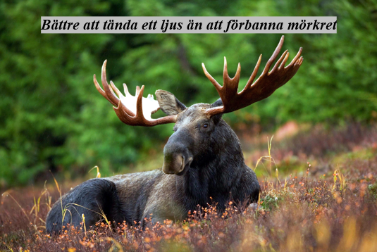 En älg med stora horn ligger i en skog, med ett svenskt ordspråk skrivet ovanför.