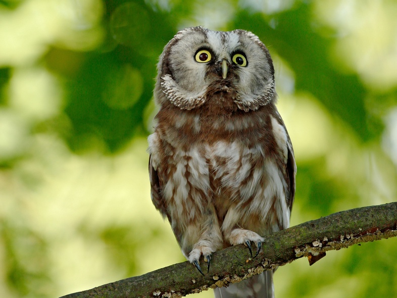 En uggla sitter på en gren med gröna, suddiga löv i bakgrunden.