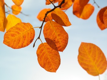 Närbild på orange höstlöv på en gren mot en ljusblå himmel.