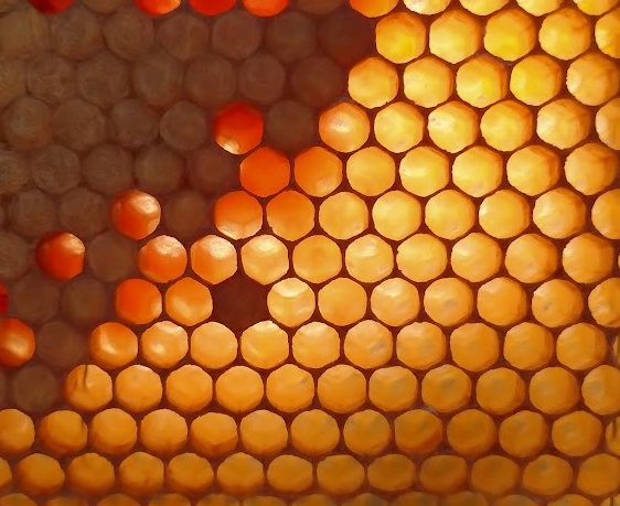 Närbild av en bivaxkaka med sexkantiga celler fyllda med honung i olika nyanser av gult och orange.