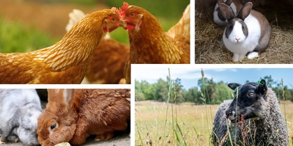 Flera lantbruksdjur, inklusive höns, kaniner och ett får, i olika utomhusmiljöer.