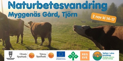 Affisch för naturbetesvandring på Myggenäs Gård, Tjörn, med kor på en dimmig äng och information om evenemanget.