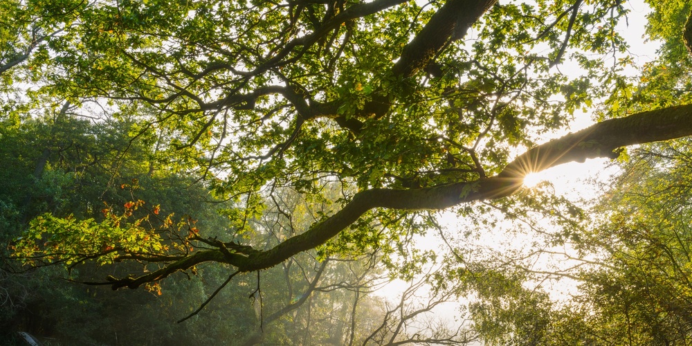 Solstrålar lyser genom trädgrenar över en stilla sjö omgiven av grönska och dimma.