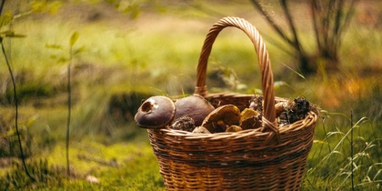 En korg fylld med svamp står på mossig mark i en skogsmiljö.