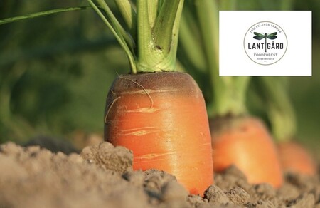 Närbild på en morot som växer i jord, med gröna blad och en logotyp för Lantgård i hörnet.