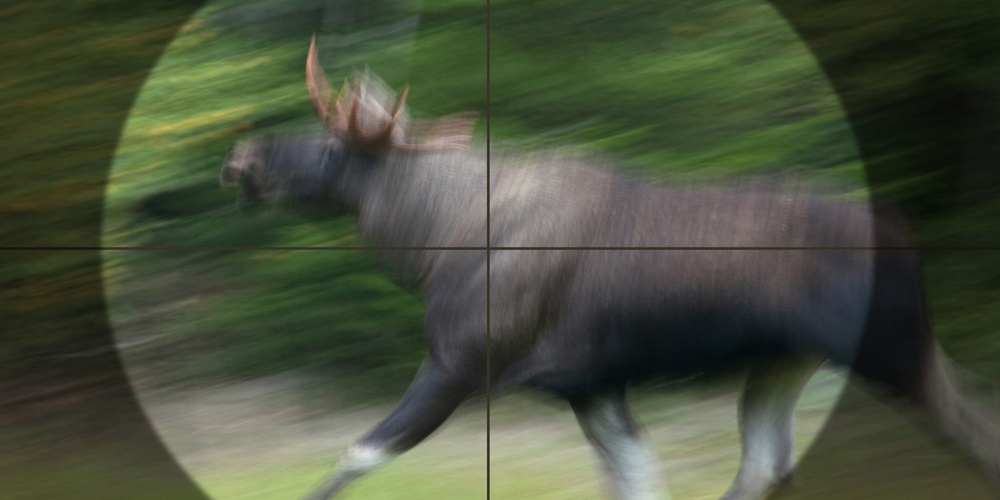 En älg springer genom skogen, sedd genom ett kikarsikte med rörelseoskärpa.