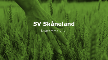 En hand rör vid vete i ett fält med texten 'SV Skåneland Årsstämma 2025' över bilden.