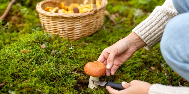 Svamp och naturvård i Pajala!