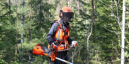 Person med skyddsutrustning röjer sly i en skog med en röjsåg.