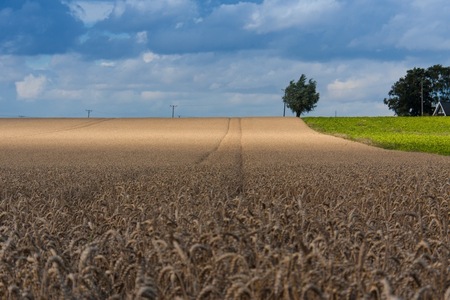 Ett stort vetefält under en blå himmel med moln, träd och ett hus i bakgrunden.