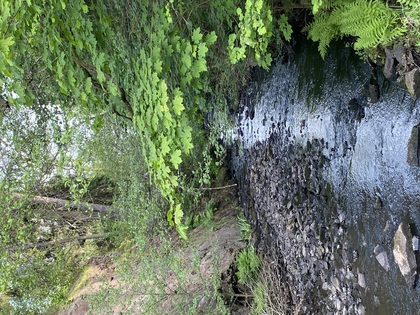 En liten bäck rinner genom en grönskande skog med stenar och frodiga trädgrenar ovanför.