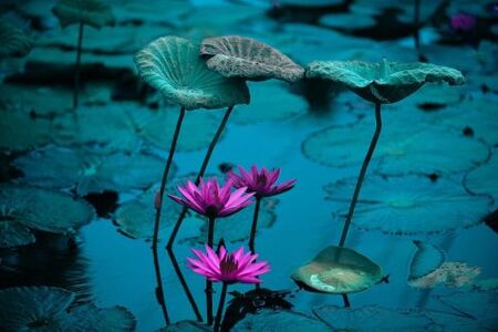 Tre rosa näckrosor och stora gröna blad flyter på ett stilla vatten i en lugn miljö.