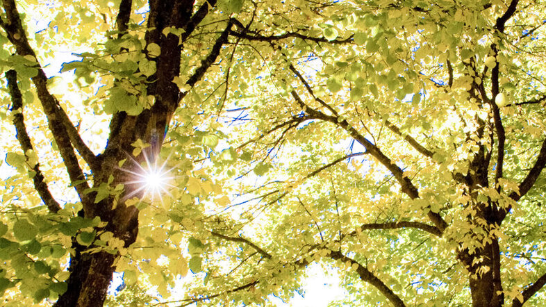 Solstrålar lyser genom lövverket på träd med gröngula blad en solig dag.