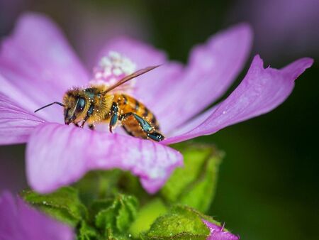 Ett bi med pollen på sig sitter i en lila blomma.