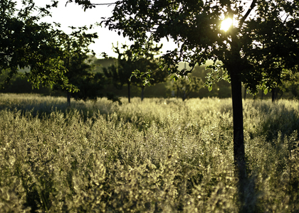 Soligt fält med högt gräs och träd, solstrålar lyser genom lövverket en tidig morgon eller sen eftermiddag.