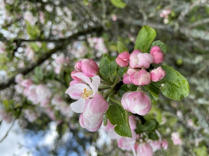 Vårbeskärning av äppelträd