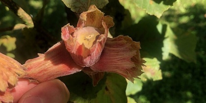 En hand håller en hasselnöt i sitt hölje på en gren bland gröna blad i solljus.