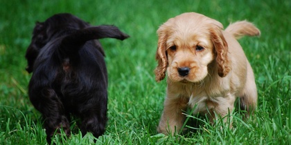 Två valpar, en ljus och en mörk, leker på gräsmatta. Den ljusa valpen tittar mot kameran.