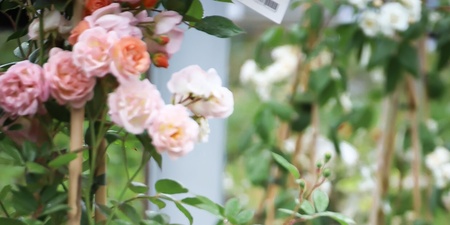 En person står bland blommande rosbuskar i en trädgårdsmiljö.
