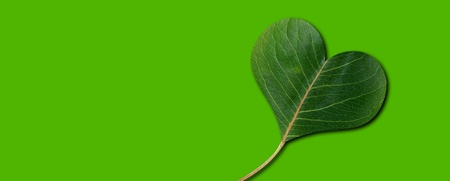 Ett grönt blad format som ett hjärta mot en enfärgad grön bakgrund.