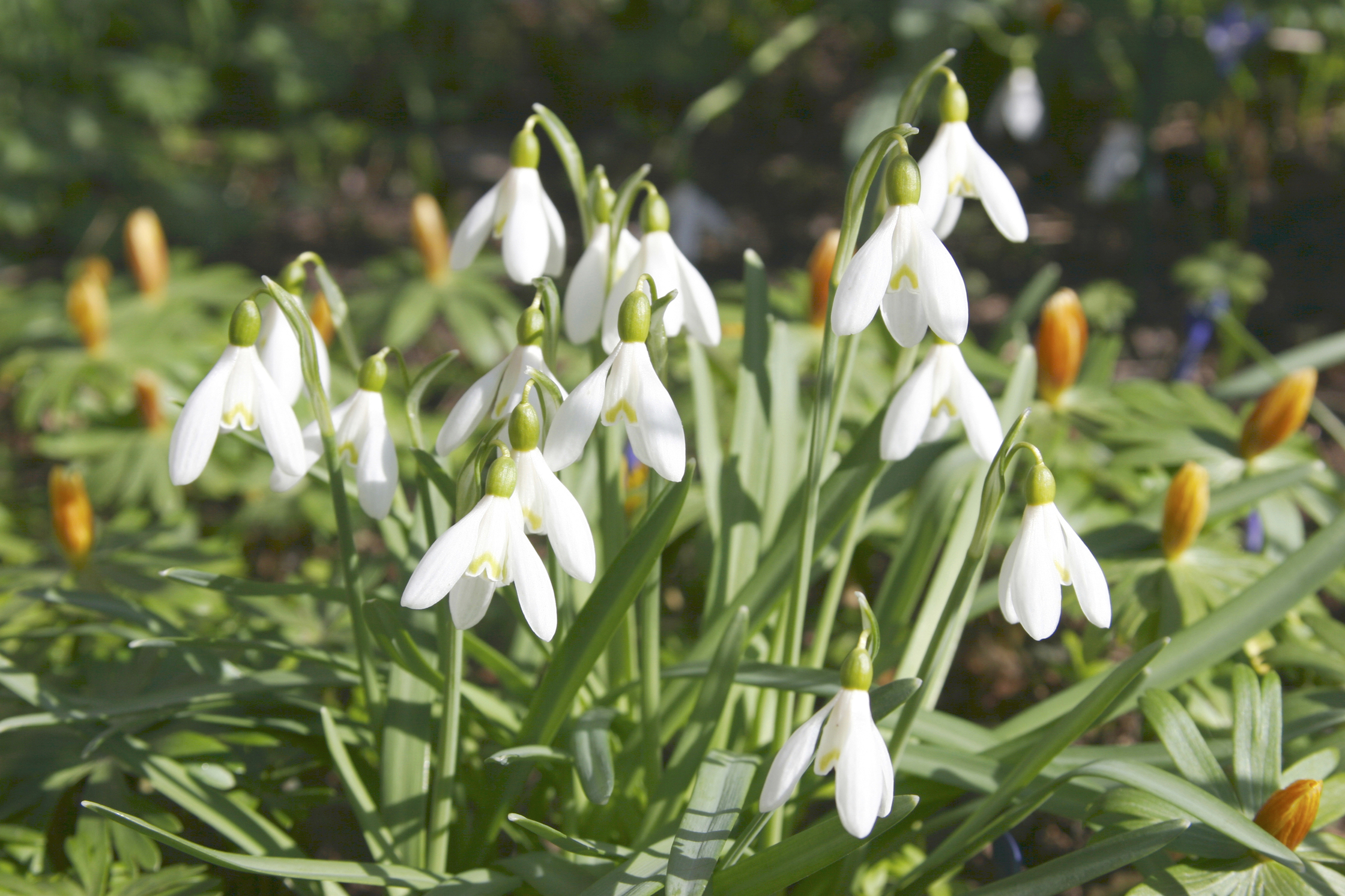 Närbild på blommande snödroppar med vita blommor och gröna blad i en trädgård.