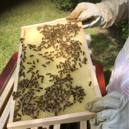 En person i skyddshandskar håller en bikake-ram täckt av bin utomhus.