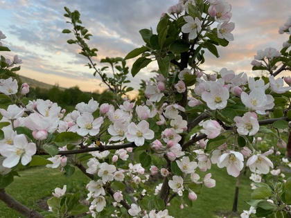 Kvällskurs- Lär dig att beskära äppelträd på Kyrkås Kulturgård