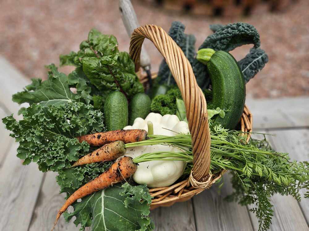 En korg fylld med färska grönsaker som morötter, zucchini, gurka, mangold och grönkål på ett träbord utomhus.