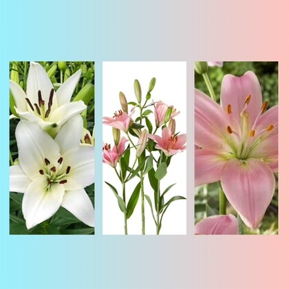 Tre bilder av liljor: vita liljor till vänster, rosa liljor i mitten och närbild av en rosa lilja till höger.