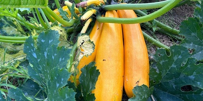Flera stora, gula zucchinis växer på en planta bland gröna blad utomhus.
